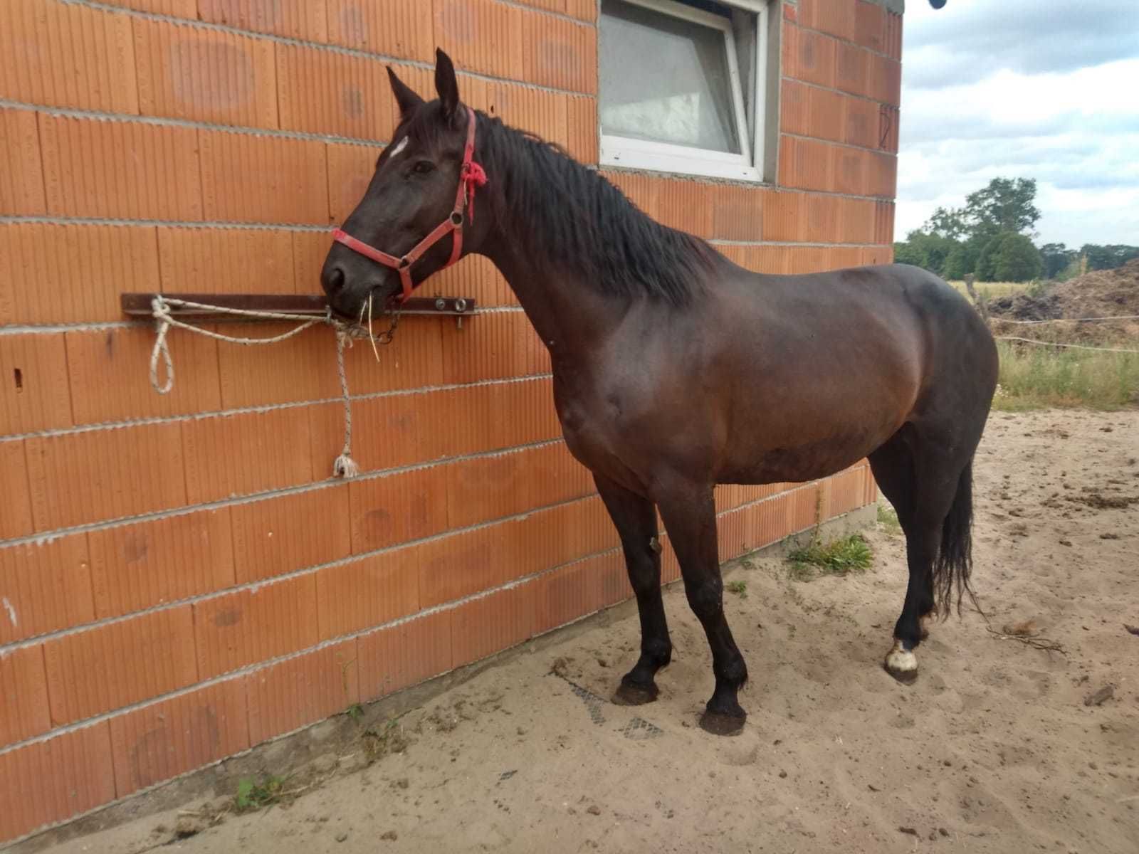 Klacze Ślaskie Klacz Ślaska koń Śląski