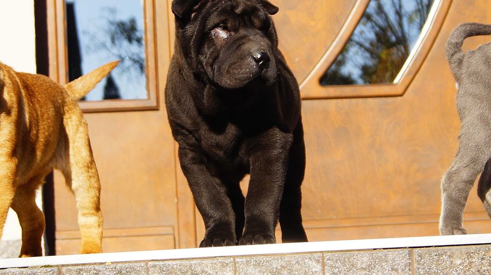 Enzo,czarny samiec Shar Pei z rodowodem,gotowy do odbioru,3 miesięczny