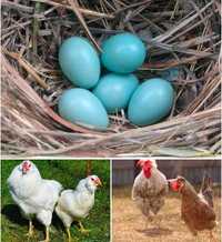 Інкубаційне яйце Чубатих курей із великоднім (Зеленим) яйцем