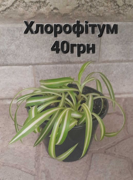 Кімнатні рослини в наявності