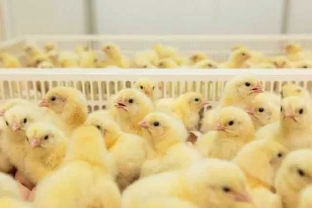 Добовий бройлер РОСС-708