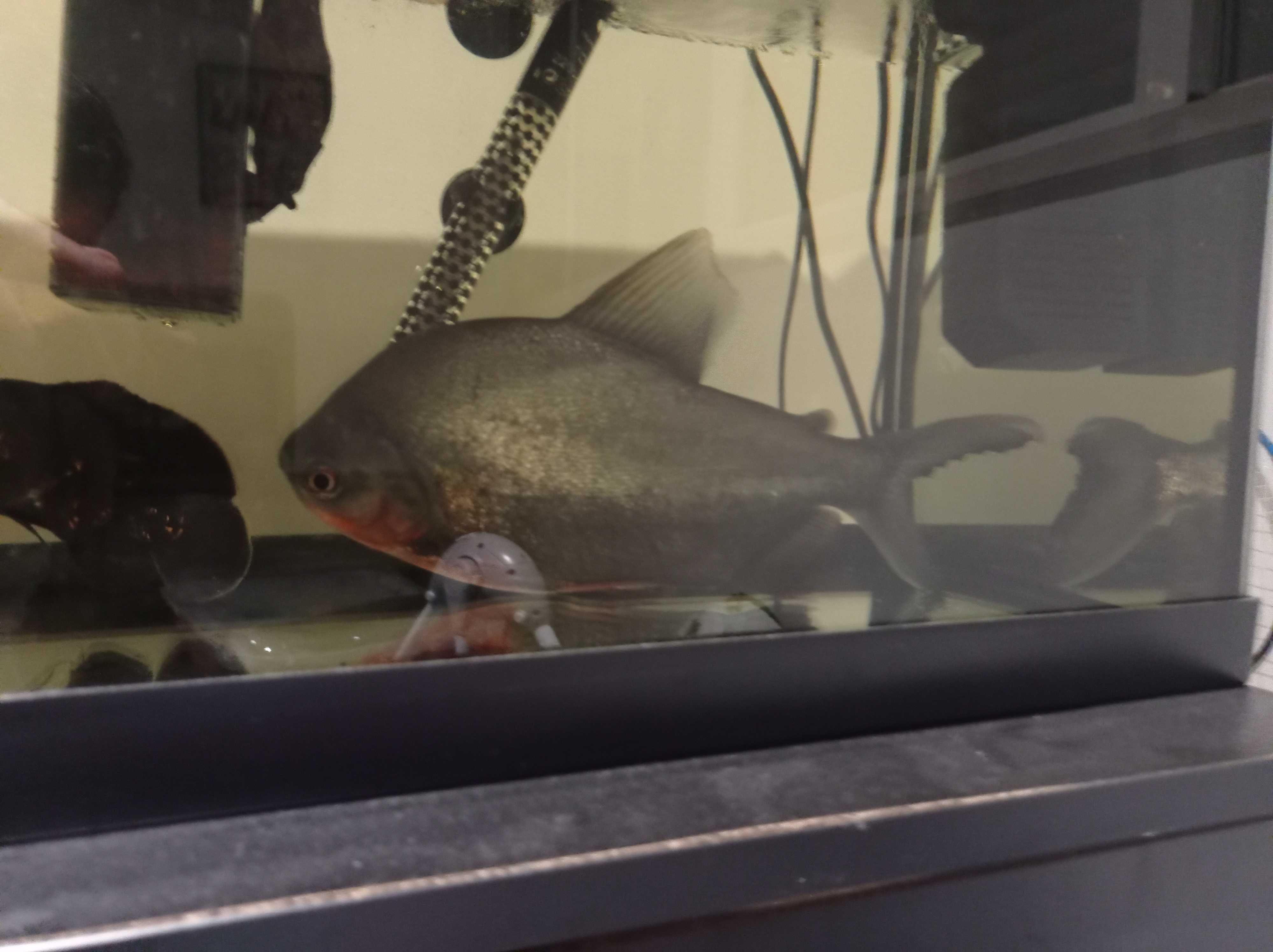 Vendo peixe pacu grande de 33cm