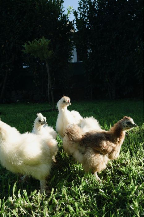 Silkie/sedosa do japão
