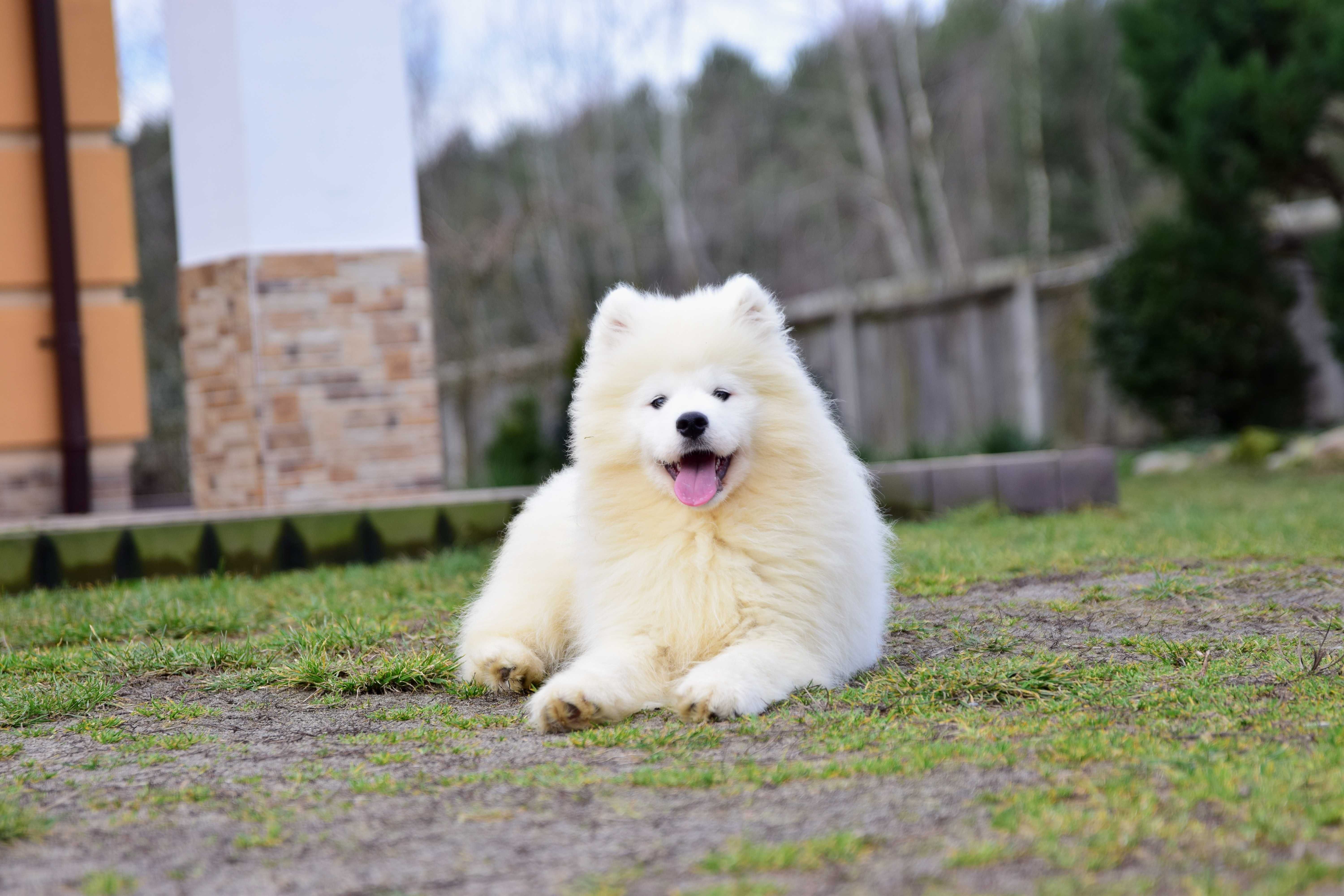 Samoyed Szczenięta