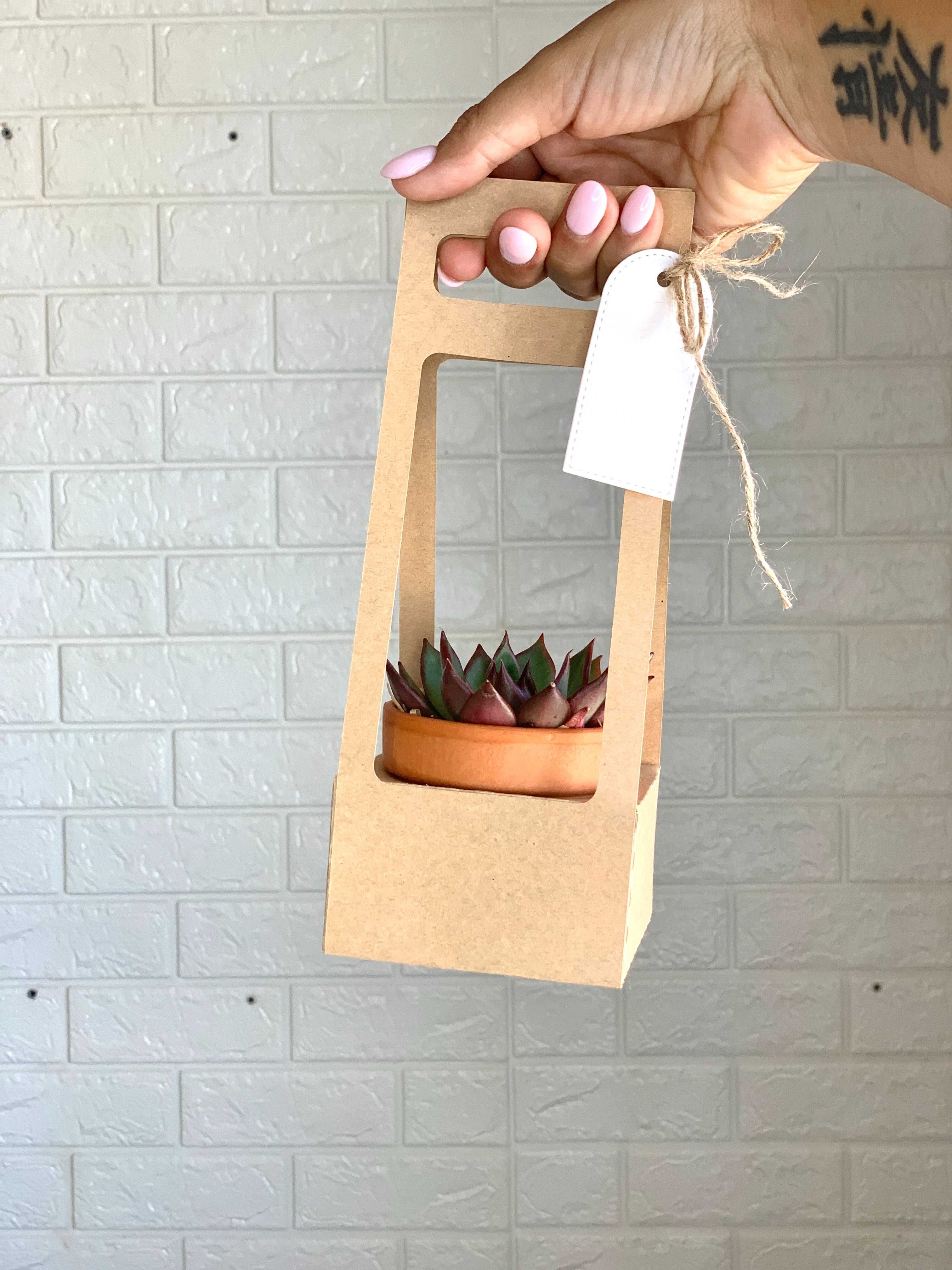Mini suculenta com caixa presente
