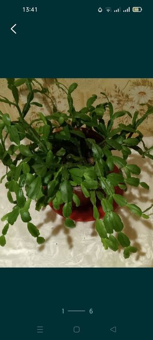 Фикус  каучуконосный.