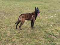 Owczarek belgijski malinois fci