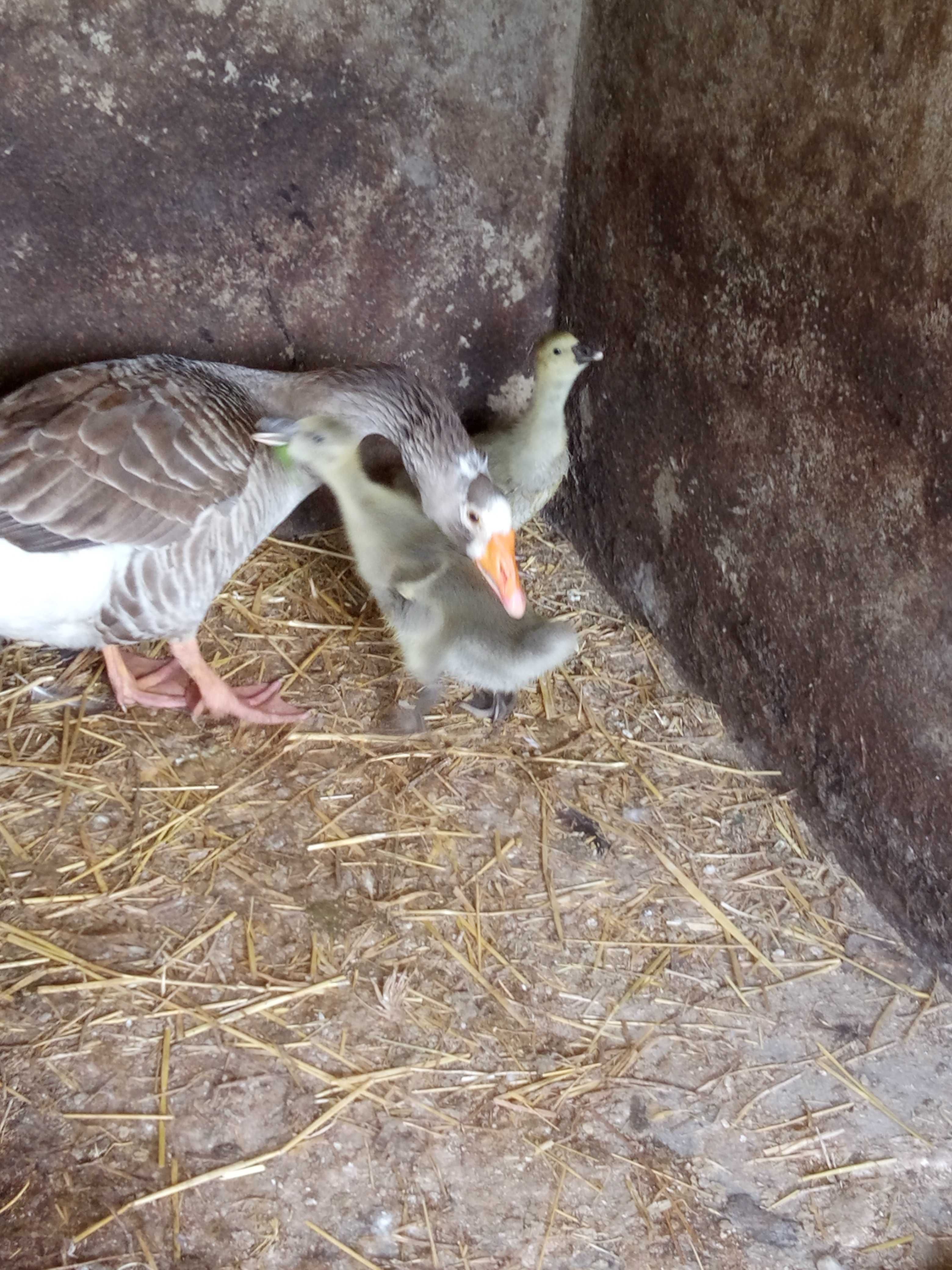 Patos gansos com 3 semanas