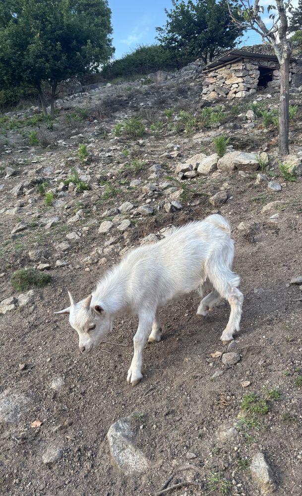 Cabrito anão, branco, macho, 5 meses de idade