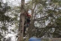Corte Poda e Abate de Arvores de Grande Porte [ARBORICULTURA]