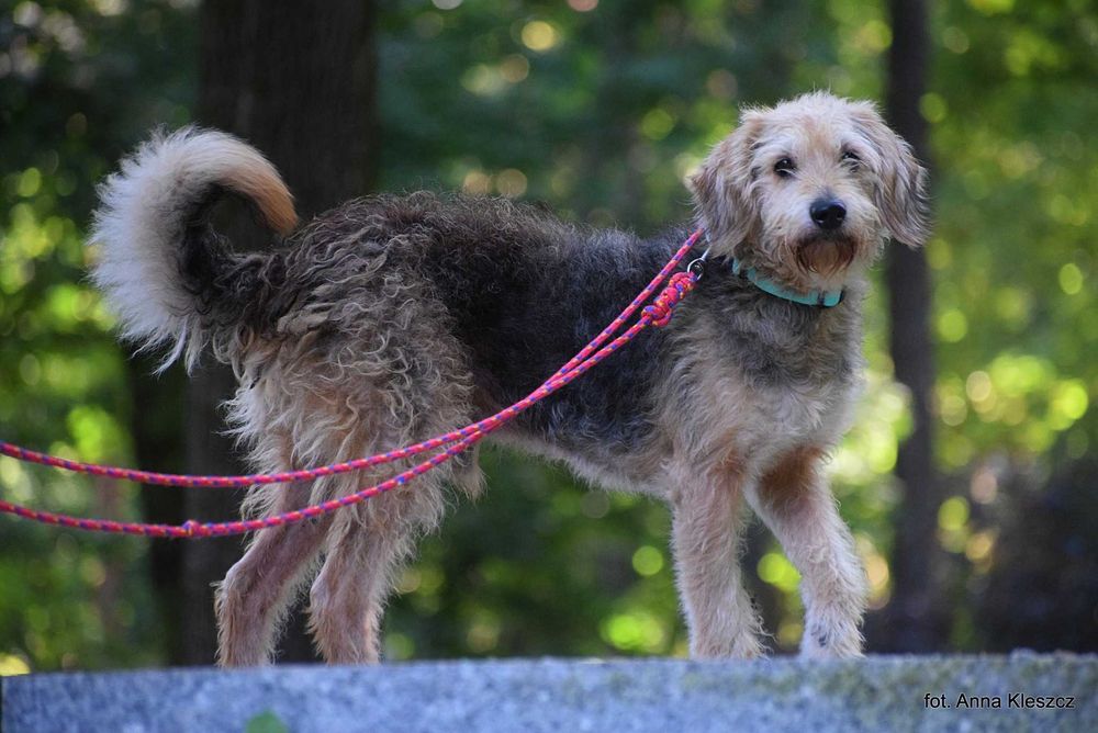 Taco – 10-letni terier, 17 kg, szuka spokojnego domu