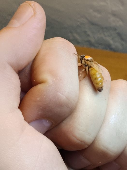 Matki pszczele buckfast i Carnica unasiennione naturalnie celle pesche