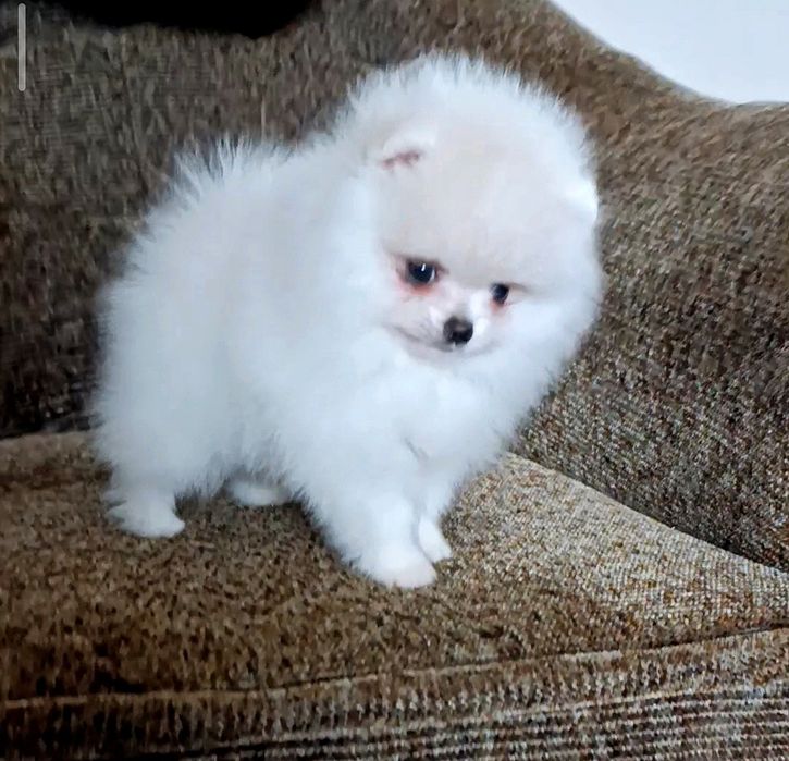 Міні хлопчик померанець