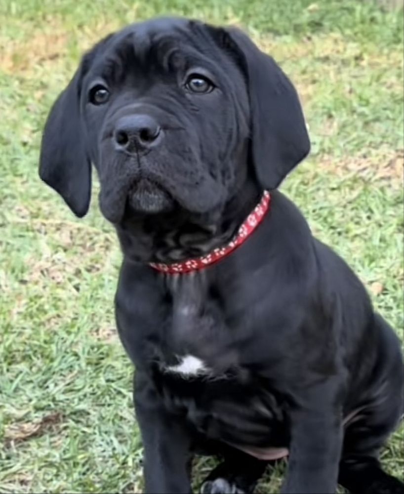 Не впусти шанс придбати одного знайкращих-щенят Cane corso