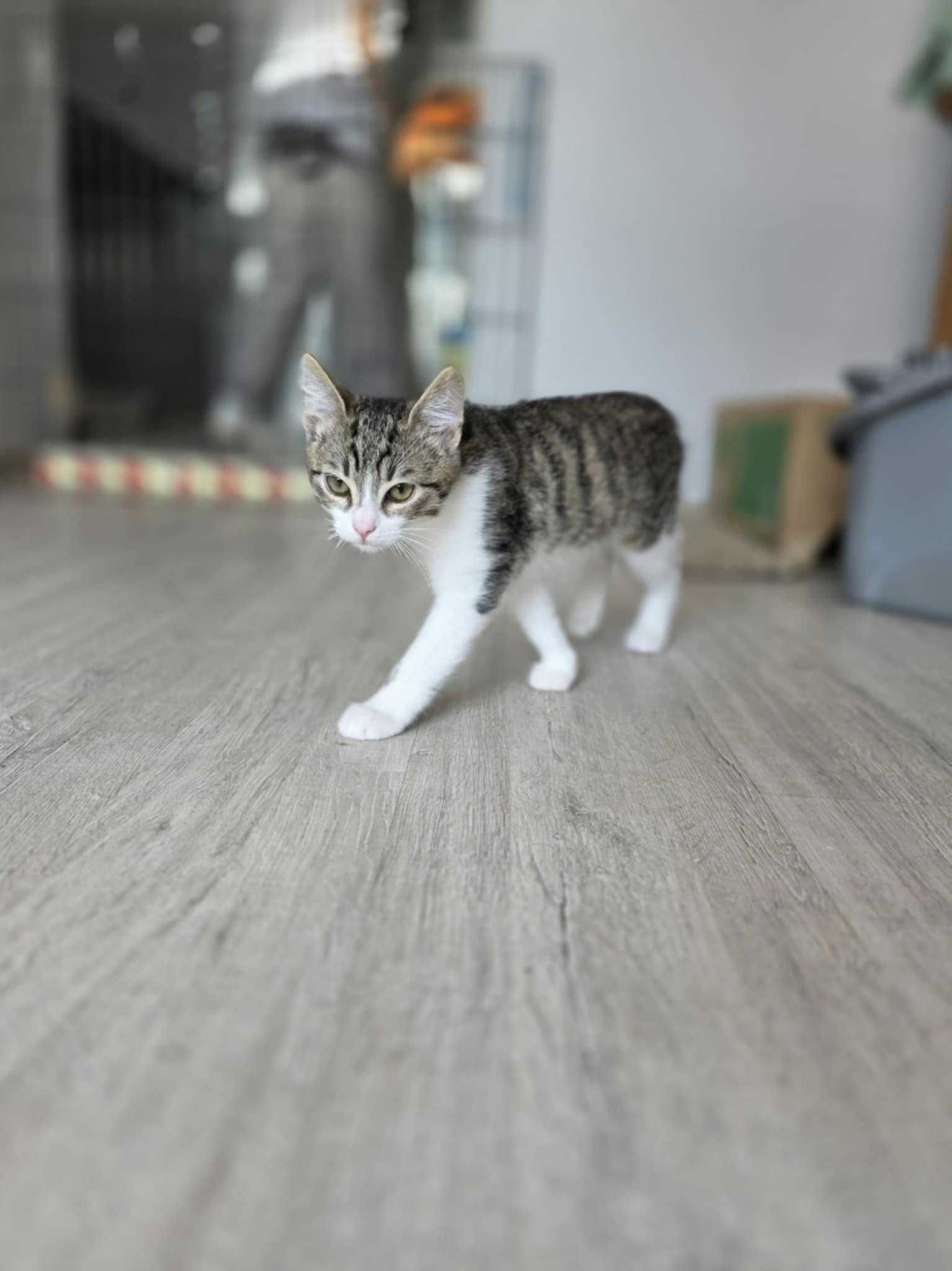 Adopcja mały dżentelmen z dużym serduszkiem