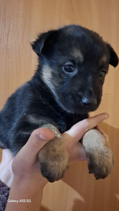 Отдам бесплатно  щенков овчарки