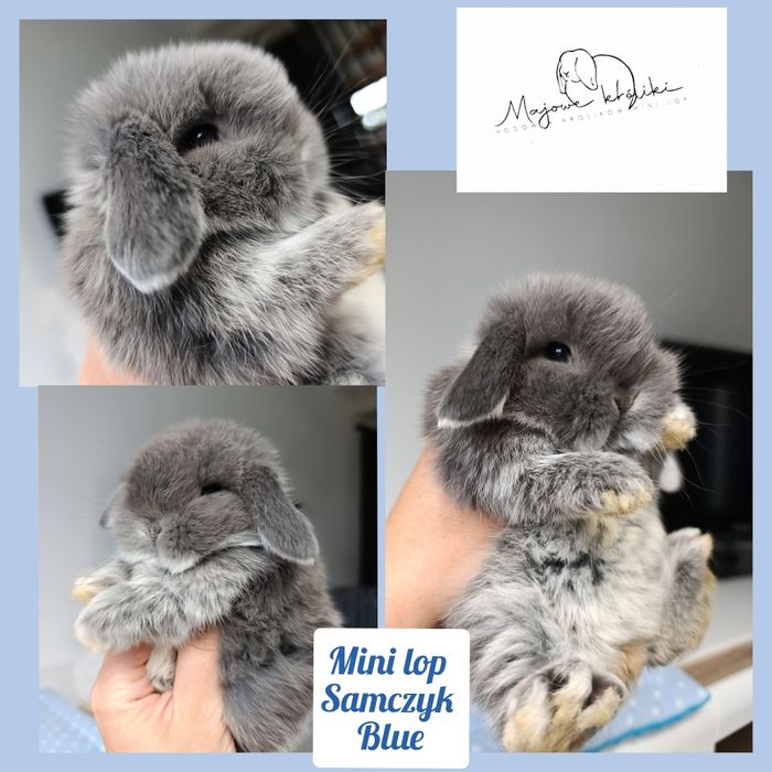 Królik króliczek mini lop hodowla zarejestrowana