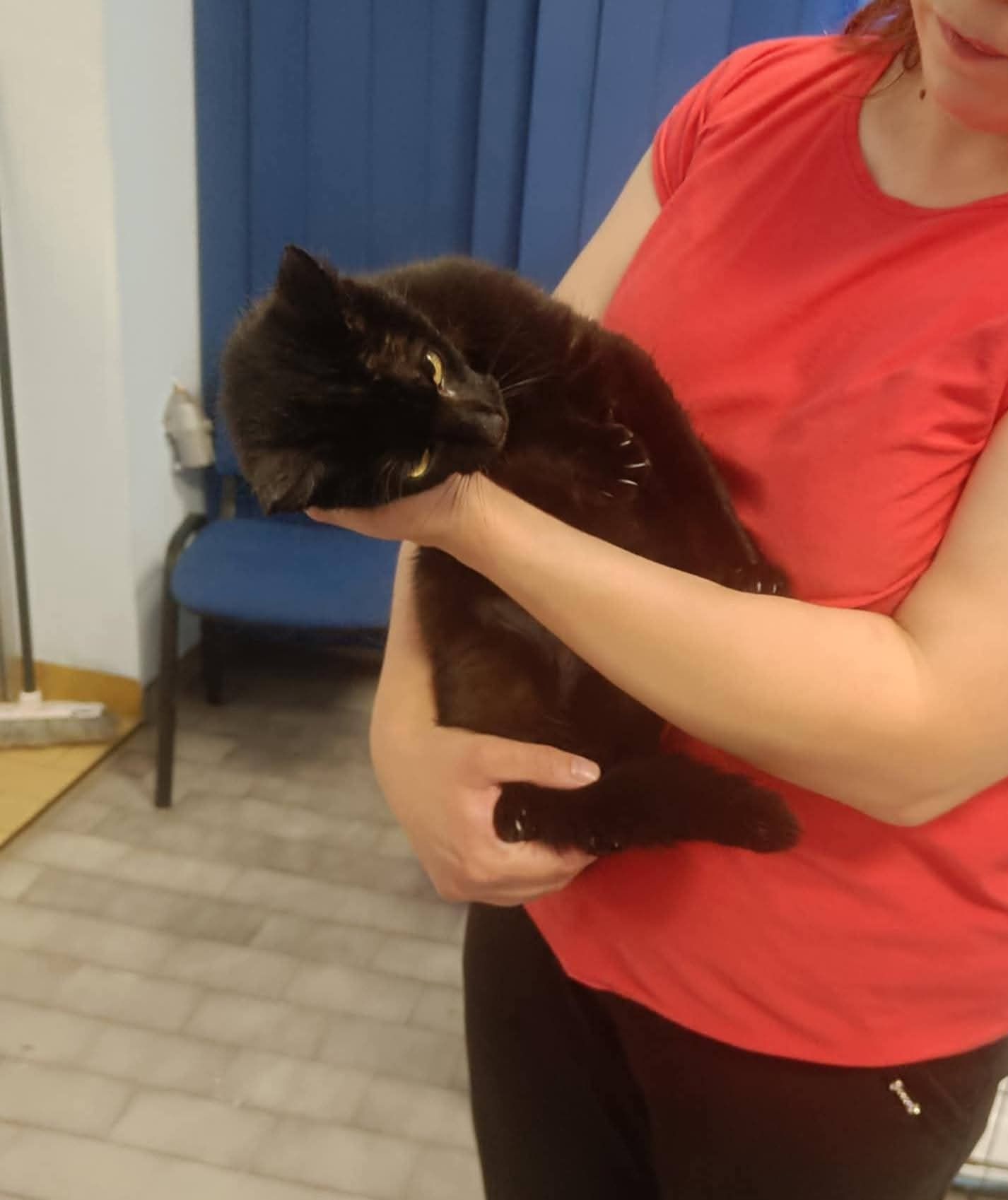 Piękna kotka do adopcji