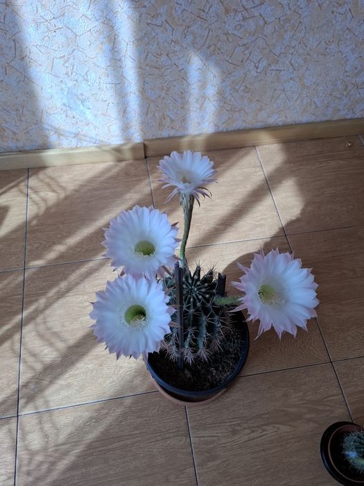 Кактусы -постоянно цветущие.