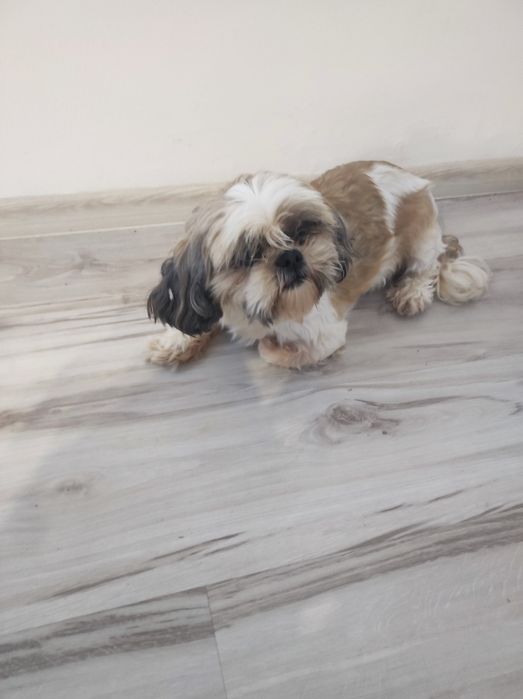 Shih TZU TRI kolor