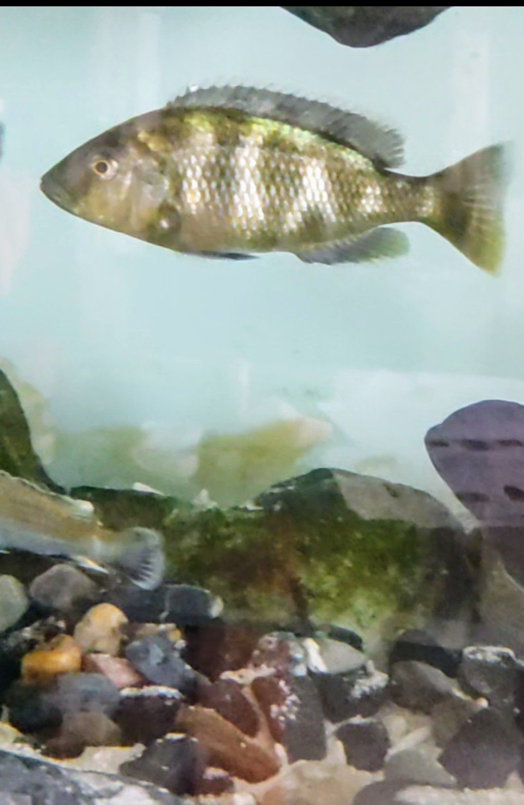 Nimbochromis  Venustus fêmea