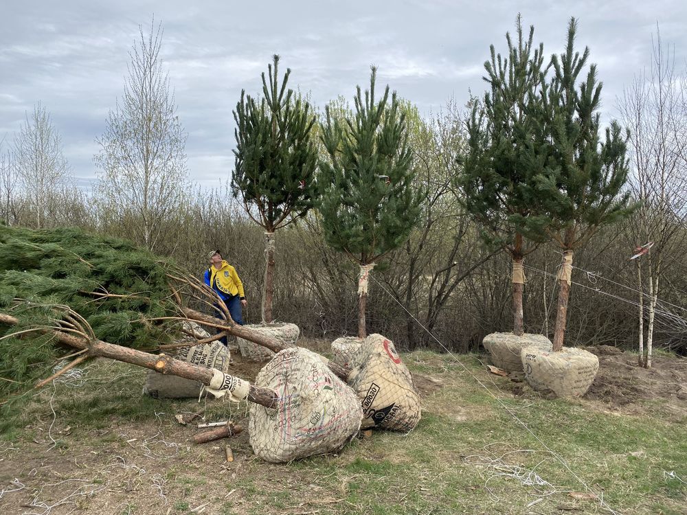 Декоративні рослини крупномірні дерева