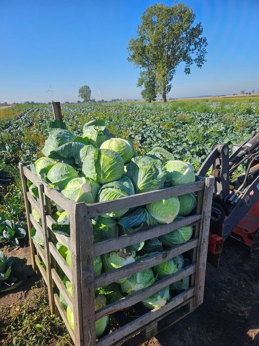 Kapusta szatkowana biala czerwona