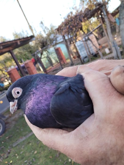 Gołębie perskie murzyn