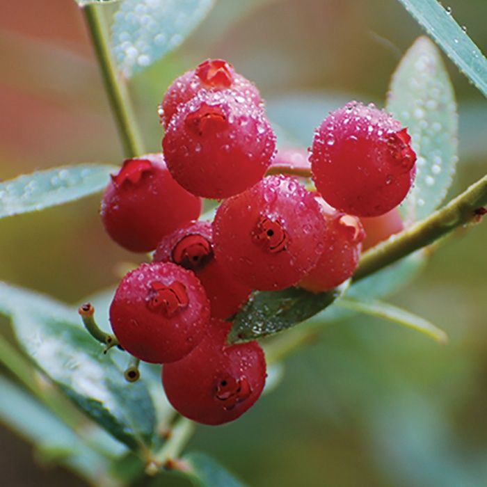 Planta MIRTILO VERMELHO - Mais doce - Em produção