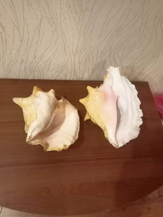 Продам морских ракушек и коралл