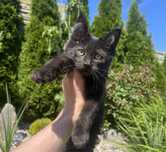 Kocurek Czarny Dymny Maine Coon  z Rodowodem