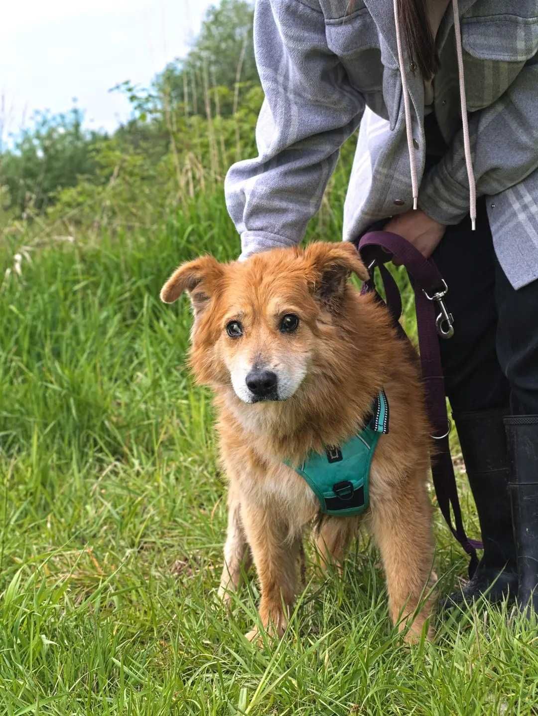 Karmelek - psi ideał szuka domu ADOPCJA