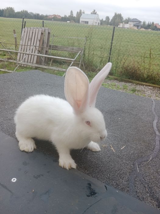 2 miesięczne króliki belgijskie