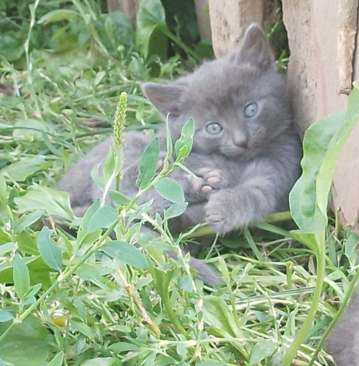 Чудові дівчатка шукають сім'ю