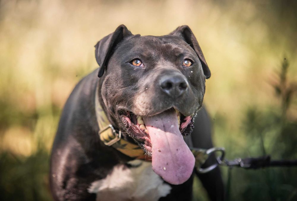 RAMEN - wspaniały pitbull/amstaff szuka swojego człowieka!