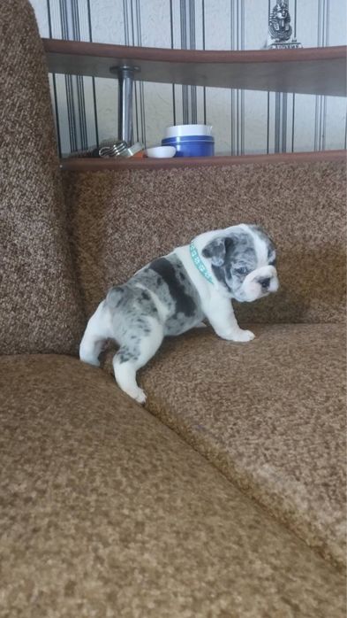 французский бульдог вязка