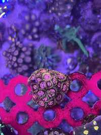 Mini colonia corais / zoanthus coleção