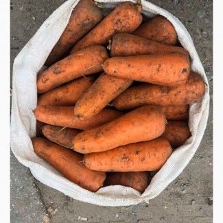 Продам моркву домашню
