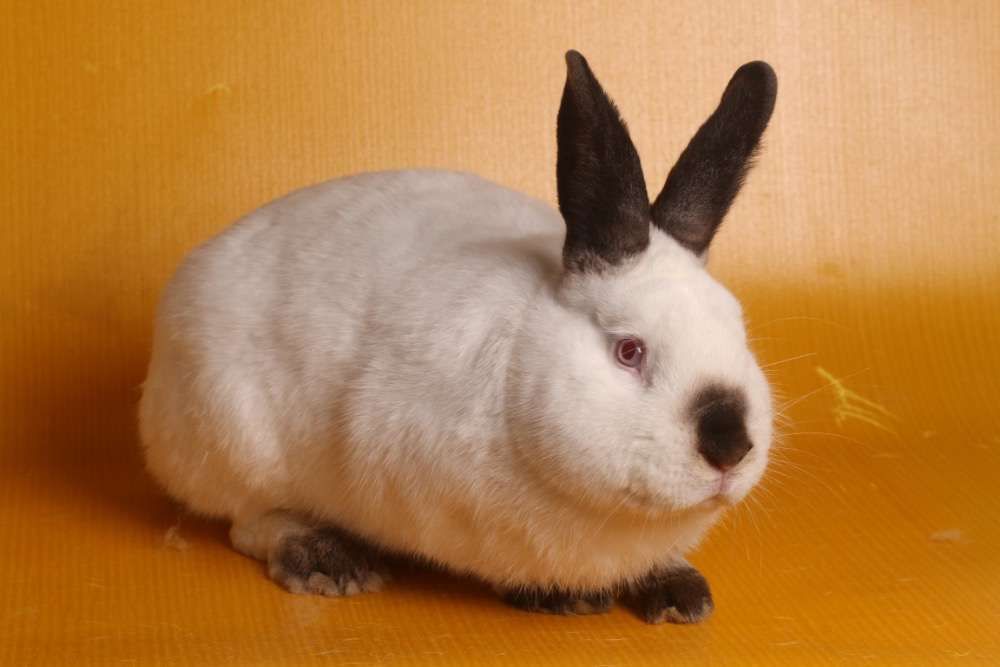 Króliki kalifornijski królik duże ,małe