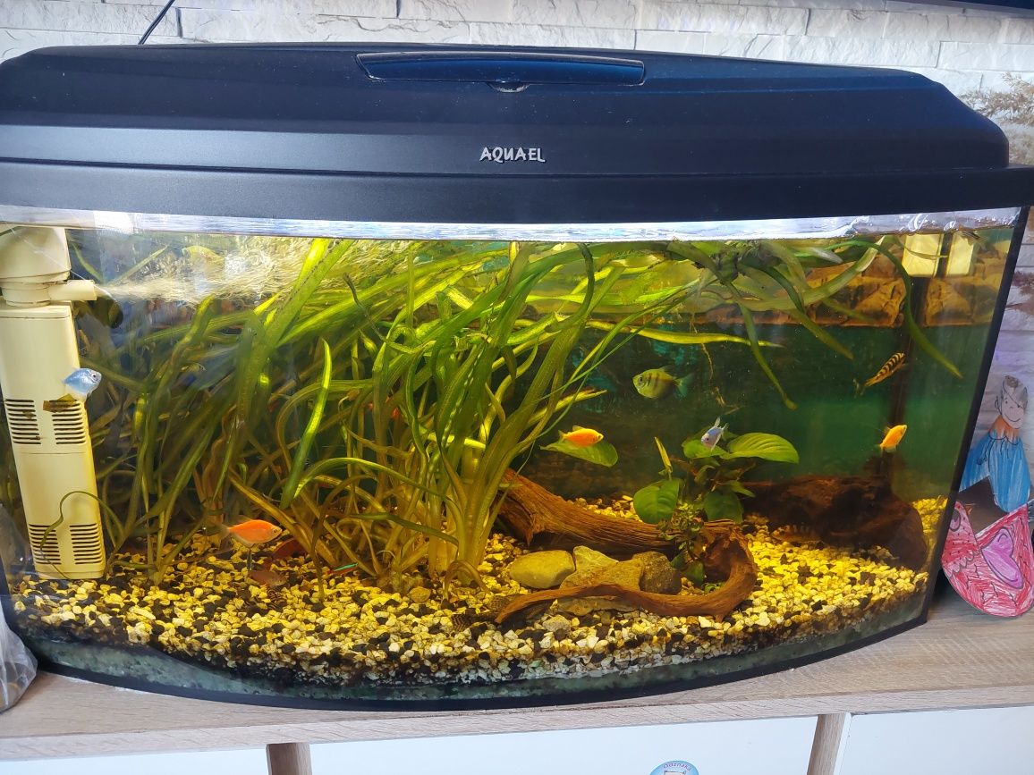 Akwarium 100l z osprzętem