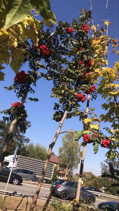 Jarząb pospolity obwód 12-14 cm