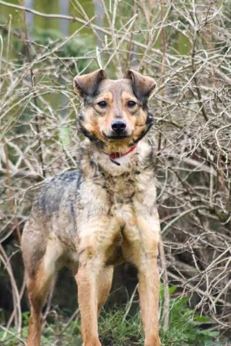 Delikatny chłopak wspaniale dogaduje sie z innymi psiakami Adoptuj