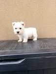 West Highland White Terrier