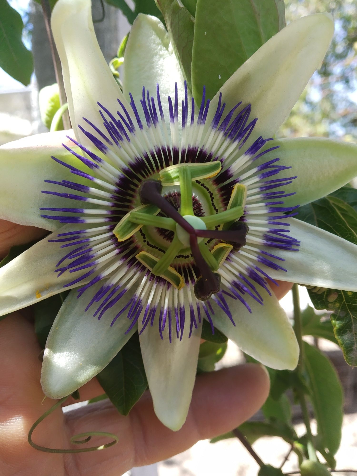 Plantas de Maracujá Azul « Passiflora » Híbrido .