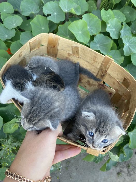 Висловухі кошенята шукають родину