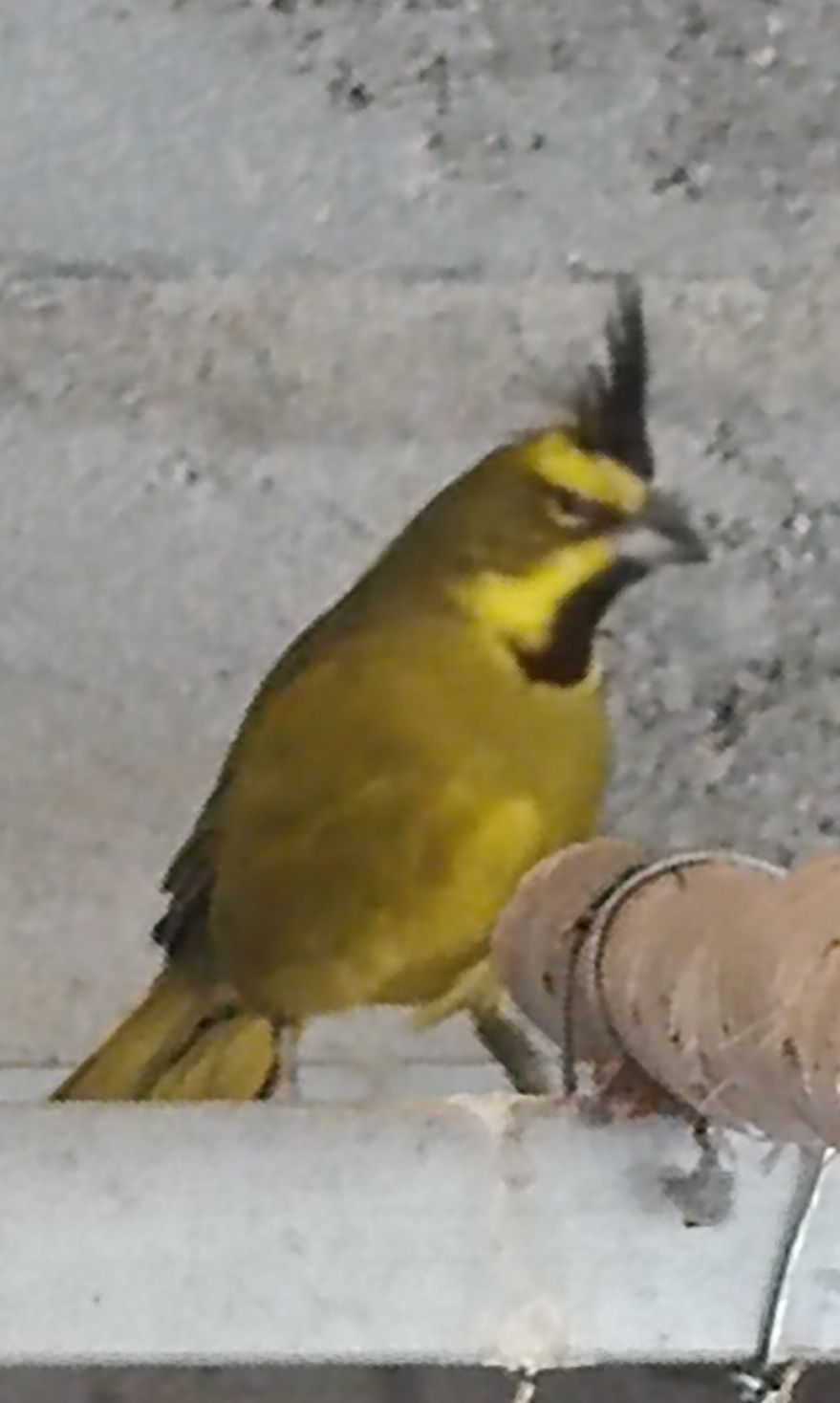 Cardeal Amarelo (Gubernatrix cristata)