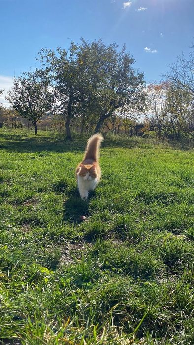 Рижий котик Річі шукає дім