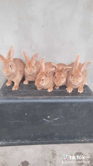 Кролики шиншили, боргундія і віденські голубі