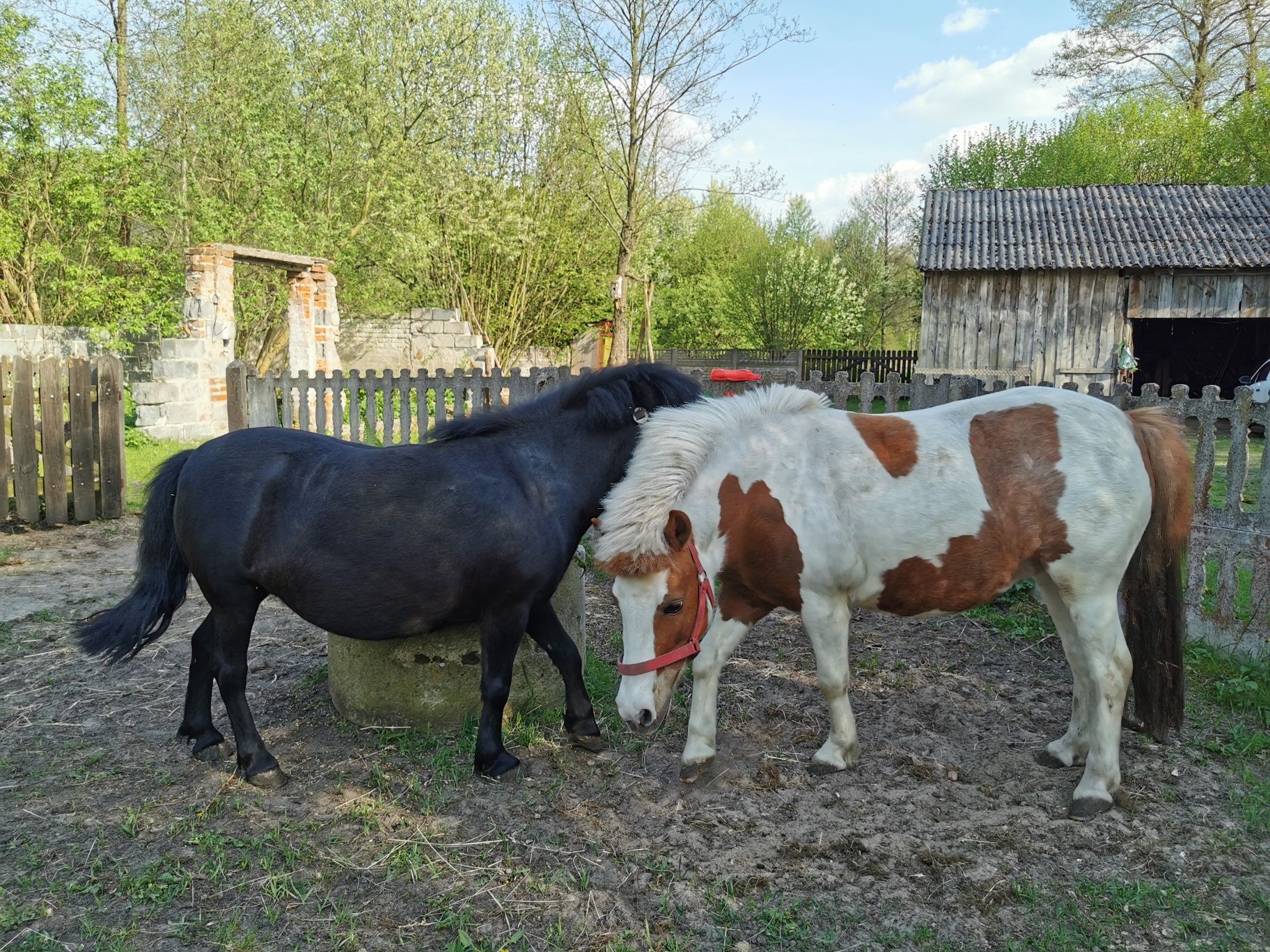 Kucyk, kucyki, koń