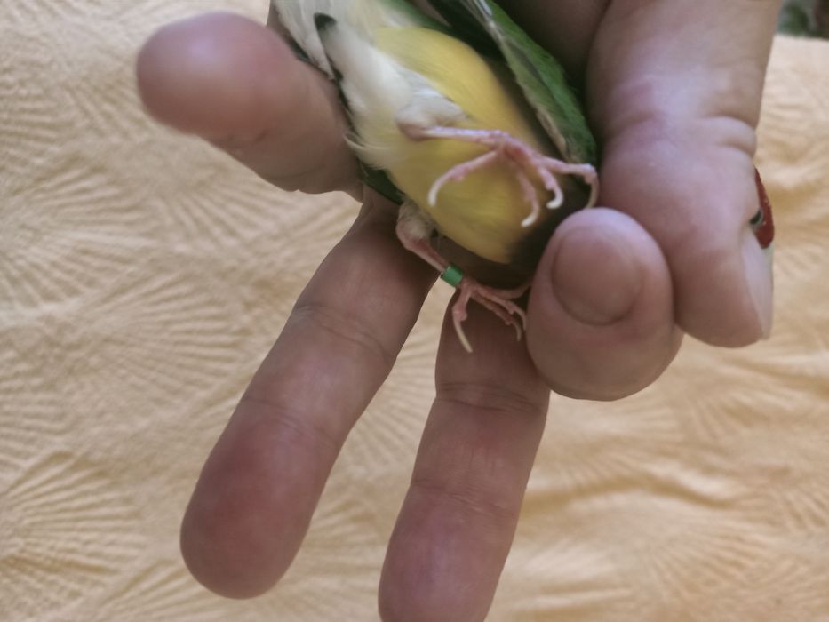 Klatka dla ptaka mała